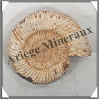 AMMONITE Fossile - 234 grammes - 30x80x90 mm - R011