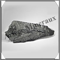 FOUGERE Fossile - 716 grammes - 17x115x285 mm - M001