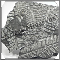 FOUGERE Fossile - 716 grammes - 17x115x285 mm - M001