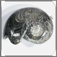 NAUTILE Fossile - 4240 grammes - 90x220x160 mm - M001