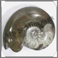 NAUTILE Fossile - 680 grammes - 38x130x110 mm - M002