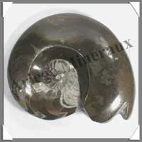 NAUTILE Fossile - 680 grammes - 38x130x110 mm - M002