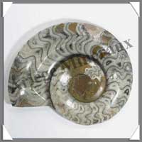 NAUTILE Fossile - 460 grammes - 20x142x115 mm - M003