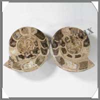 NAUTILE Fossile - 835 grammes - 55x95x80 mm - M005