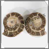 NAUTILE Fossile - 835 grammes - 55x90x80 mm - M006