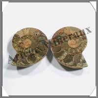 NAUTILE Fossile - 130 grammes - 35x69x53 mm - R001