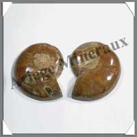 NAUTILE Fossile - 126 grammes - 28x70x55 mm - R002