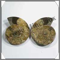 NAUTILE Fossile - 126 grammes - 28x70x55 mm - R002