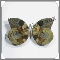 NAUTILE Fossile - 126 grammes - 29x65x49 mm - R003