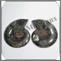 NAUTILE Fossile - 171 grammes - 22x88x70 mm - R004