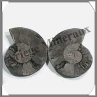 NAUTILE Fossile - 171 grammes - 22x88x70 mm - R004