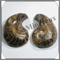 NAUTILE Fossile - 300 grammes - 55x80x53 mm - R005