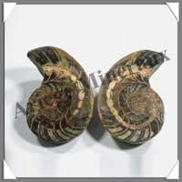NAUTILE Fossile - 300 grammes - 55x80x53 mm - R005