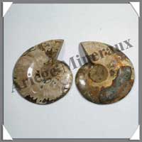 NAUTILE Fossile - 153 grammes - 22x85x70 mm - R006