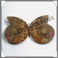 NAUTILE Fossile - 153 grammes - 22x85x70 mm - R006