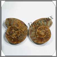 NAUTILE Fossile - 143 grammes - 22x84x60 mm - R007