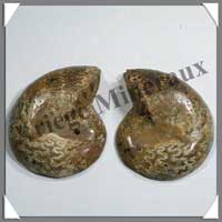 NAUTILE Fossile - 166 grammes - 35x70x60 mm - R009
