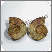 NAUTILE Fossile - 166 grammes - 35x70x60 mm - R009