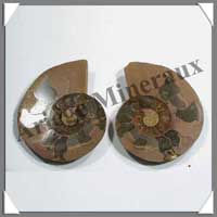 NAUTILE Fossile - 130 grammes - 20x80x65 mm - R010