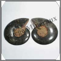 NAUTILE Fossile - 222 grammes - 25x98x75 mm - R011