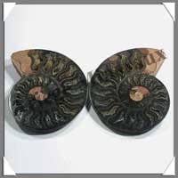 NAUTILE Fossile - 222 grammes - 25x98x75 mm - R011