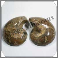 NAUTILE Fossile - 353 grammes - 68x85x65 mm - R012