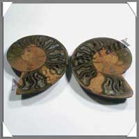 NAUTILE Fossile - 227 grammes - 16x95x75 mm - R013