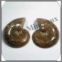 NAUTILE Fossile - 330 grammes - 45x90x70 mm - R014