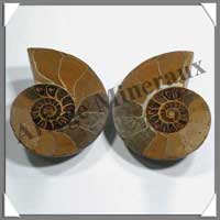 NAUTILE Fossile - 330 grammes - 45x90x70 mm - R014