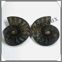 NAUTILE Fossile - 223 grammes - 25x95x80 mm - R016