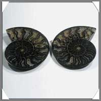 NAUTILE Fossile - 285 grammes - 28x110x90 mm - R017