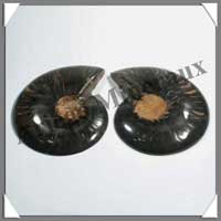 NAUTILE Fossile - 288 grammes - 26x105x62 mm - R018