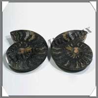 NAUTILE Fossile - 288 grammes - 26x105x62 mm - R018