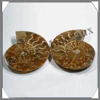 NAUTILE Fossile - 420 grammes - 30x120x100 mm - R019