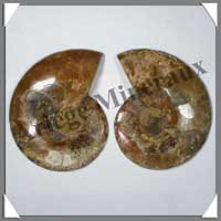 NAUTILE Fossile - 392 grammes - 35x135x108 mm - R020