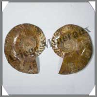 NAUTILE Fossile - 396 grammes - 33x120x95 mm - R021