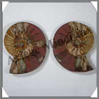 NAUTILE Fossile - 396 grammes - 33x120x95 mm - R021