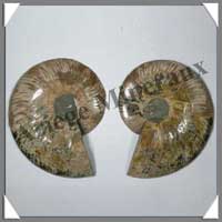 NAUTILE Fossile - 1000 grammes - 40x60x135 mm - R022