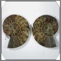 NAUTILE Fossile - 1000 grammes - 40x60x135 mm - R022