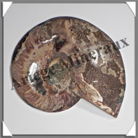 NAUTILE Fossile - 458 grammes - 20x140x160 mm - R023