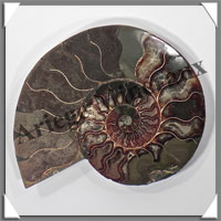 NAUTILE Fossile - 458 grammes - 20x140x160 mm - R023