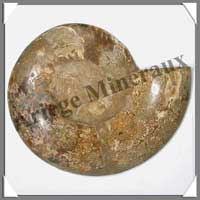 NAUTILE Fossile - 2540 grammes - 48x240x200 mm - R024