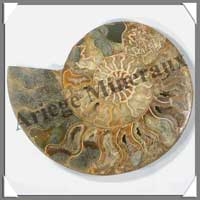 NAUTILE Fossile - 2540 grammes - 48x240x200 mm - R024