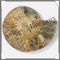 NAUTILE Fossile - 2540 grammes - 48x240x200 mm - R024