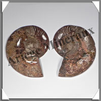 NAUTILE Fossile - 368 grammes - 15x90x115 mm - R025