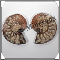 NAUTILE Fossile - 368 grammes - 15x90x115 mm - R025