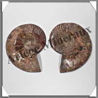 NAUTILE Fossile - 245 grammes - 14x90x110 mm - R026