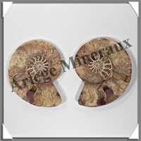 NAUTILE Fossile - 245 grammes - 14x90x110 mm - R026