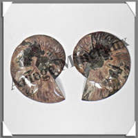 NAUTILE Fossile - 317 grammes - 15x85x110 mm - R027