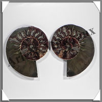 NAUTILE Fossile - 317 grammes - 15x85x110 mm - R027